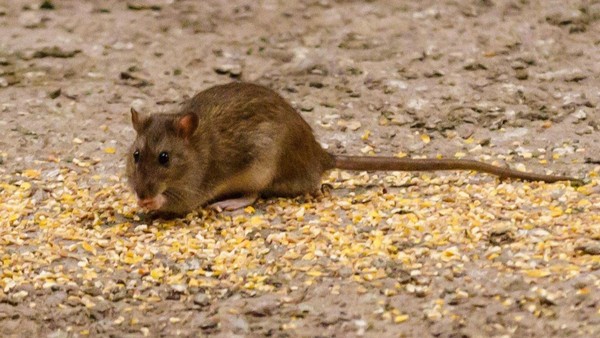 Warum tauchen an dieser Braunschweiger Brücke immer wieder Ratten auf?
