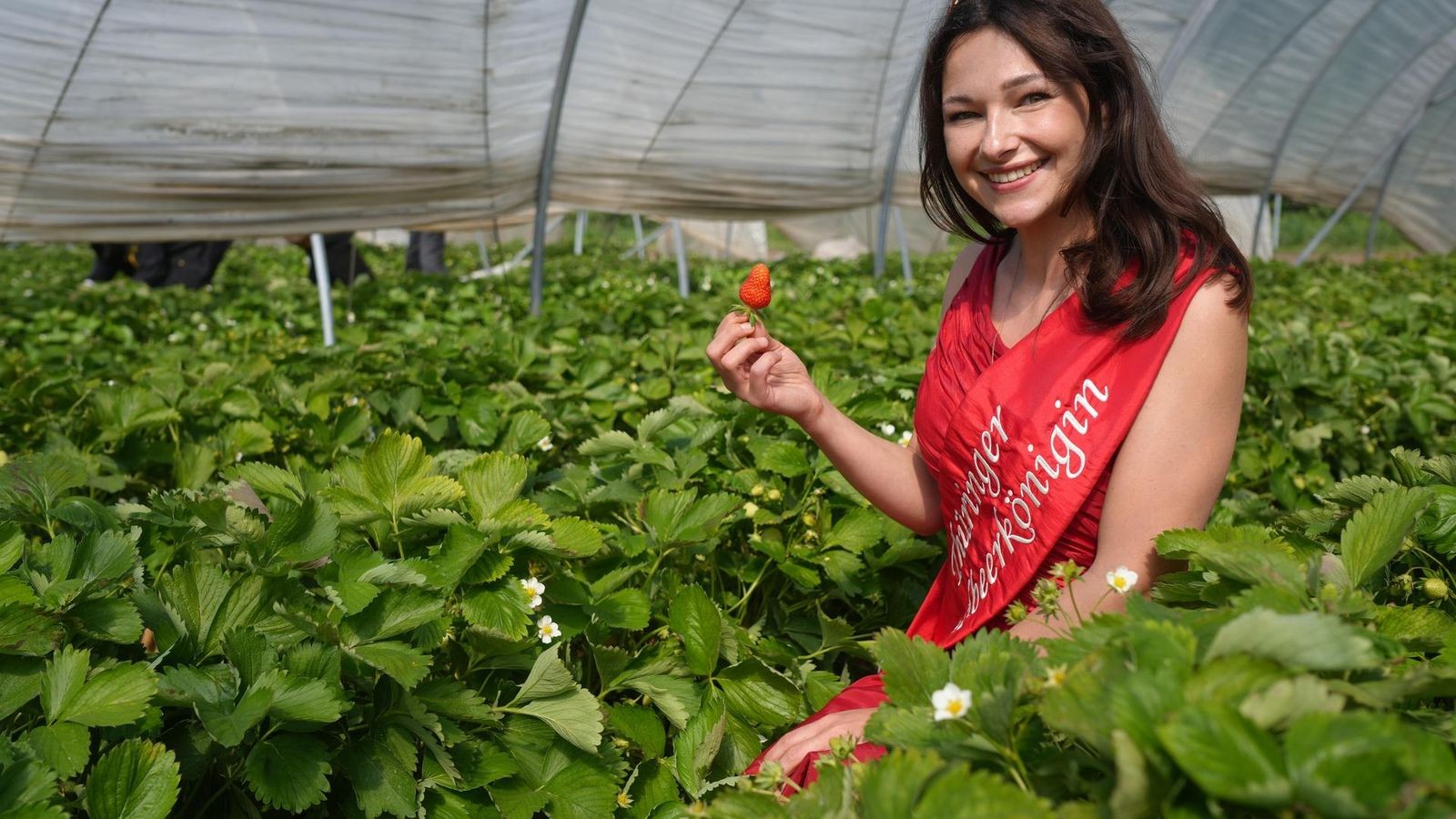 Erdbeeren-auf-St-ndern-im-Kreis-S-mmerda-Th-ringens-gr-ter-Anbauer-geht-neue-Wege