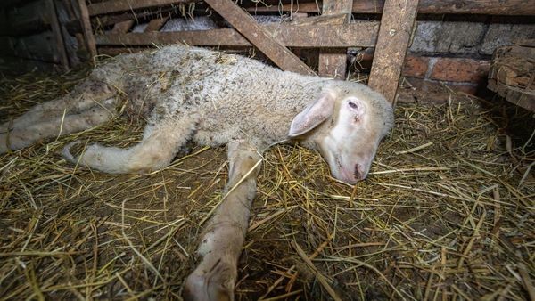 Schockierende Fotos aus dem Harz: Hätte das Tierleid verhindert werden können?