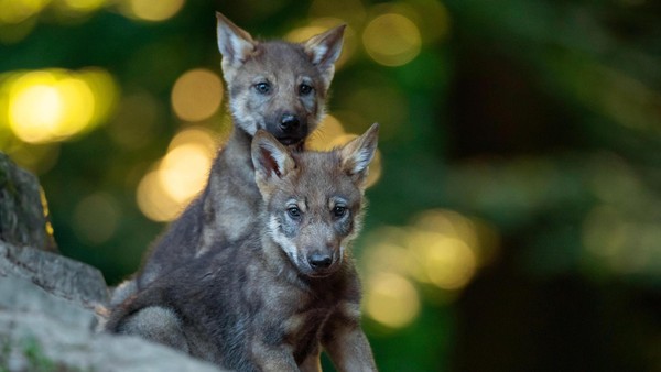 Video beweist: So verspielt sind die Wolfswelpen vom Rosengarten