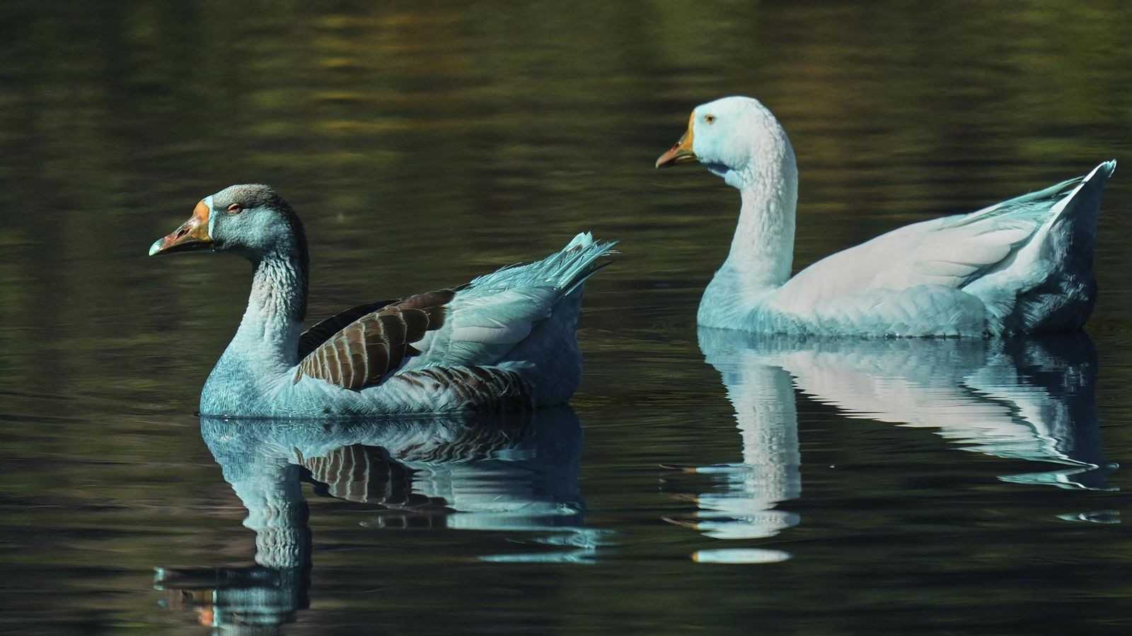 Brasilien Blau gefärbte Enten aus Teich gerettet Fische sterben