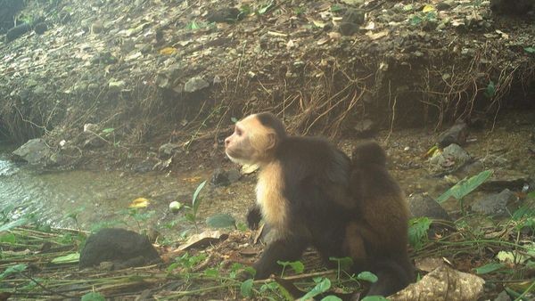 Forscher rätseln: Affen entführen fremde Babys und lassen sie sterben