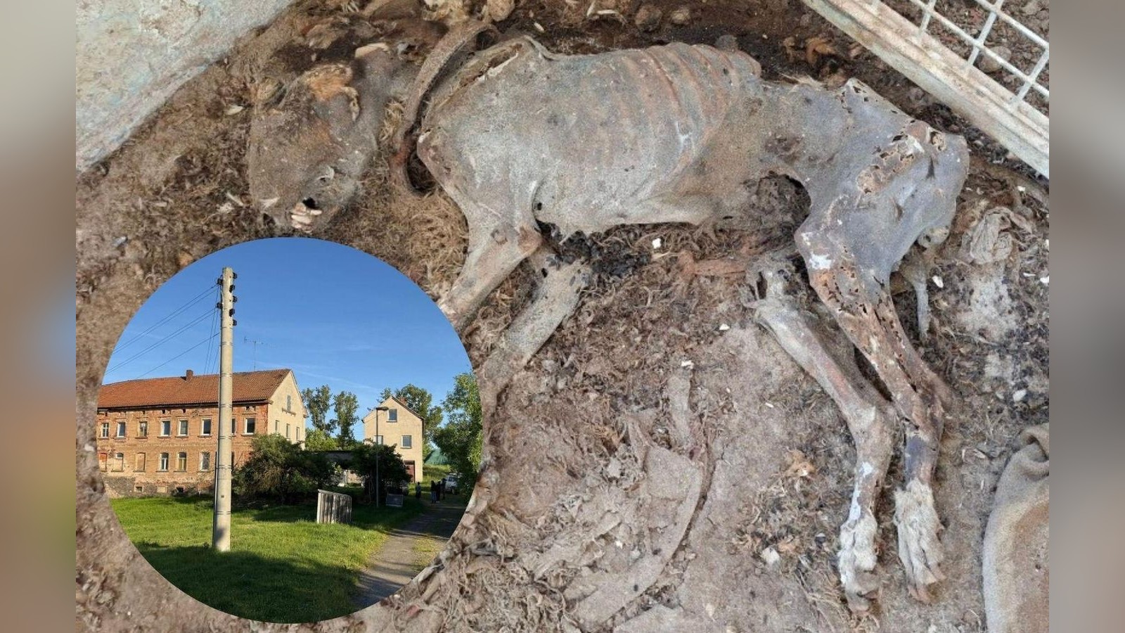 Achtung-Geschenk-Beitrag-des-Monats-Mai-Die-Erkenntnis-zum-illegalen-Gnadenhof-im-Kreis-Greiz