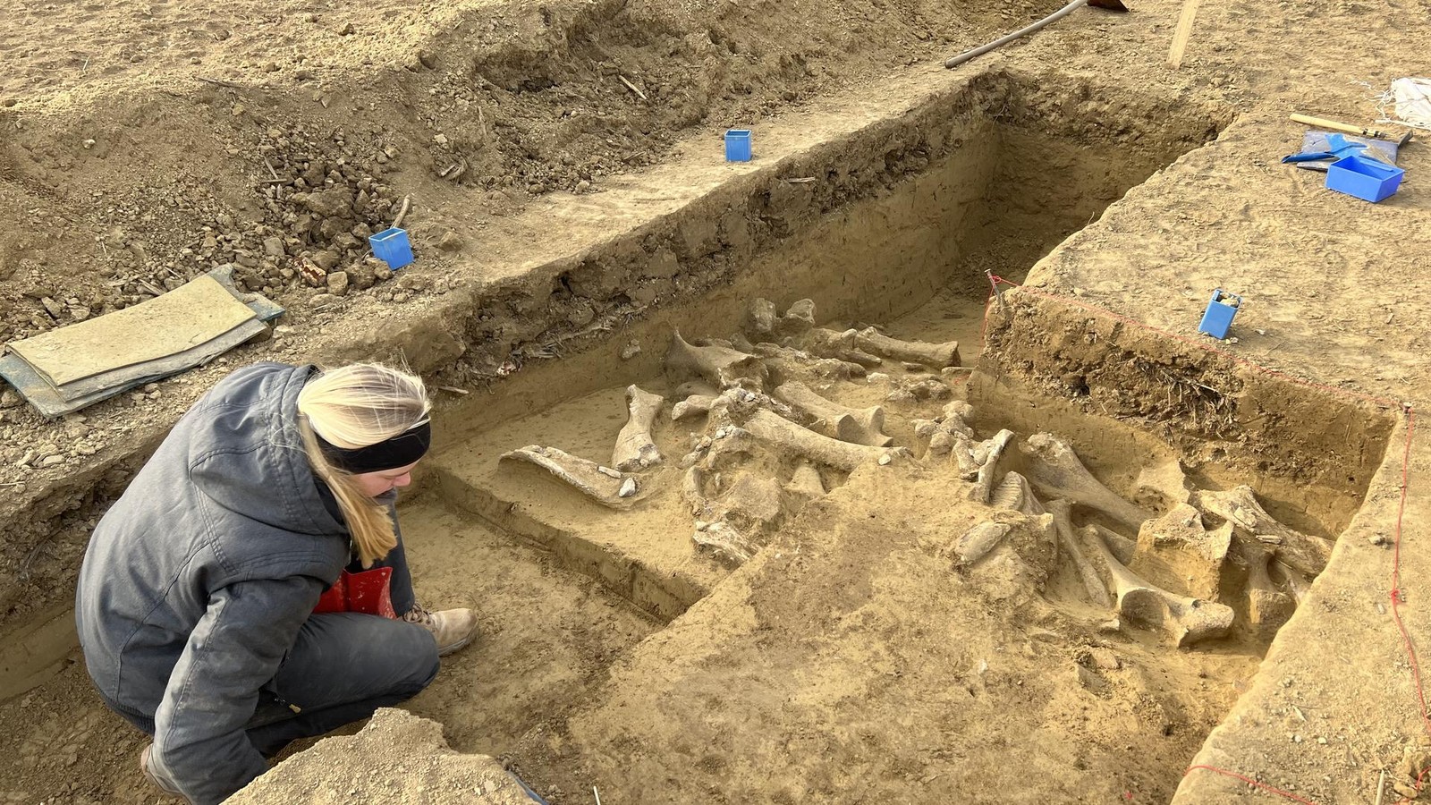 Knochen-aus-der-Eiszeit-Mammut-Fundstelle-erstaunt-Forscher