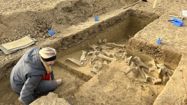 Knochen aus der Eiszeit: Mammut-Fundstelle erstaunt Forscher