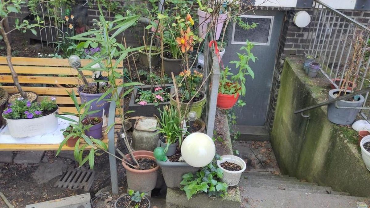 Ratten in Bottrop Vonovia will mit Mietern zusammenarbeiten