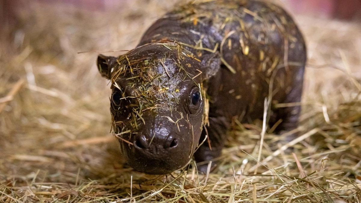 Zwergflusspferd, Hippo