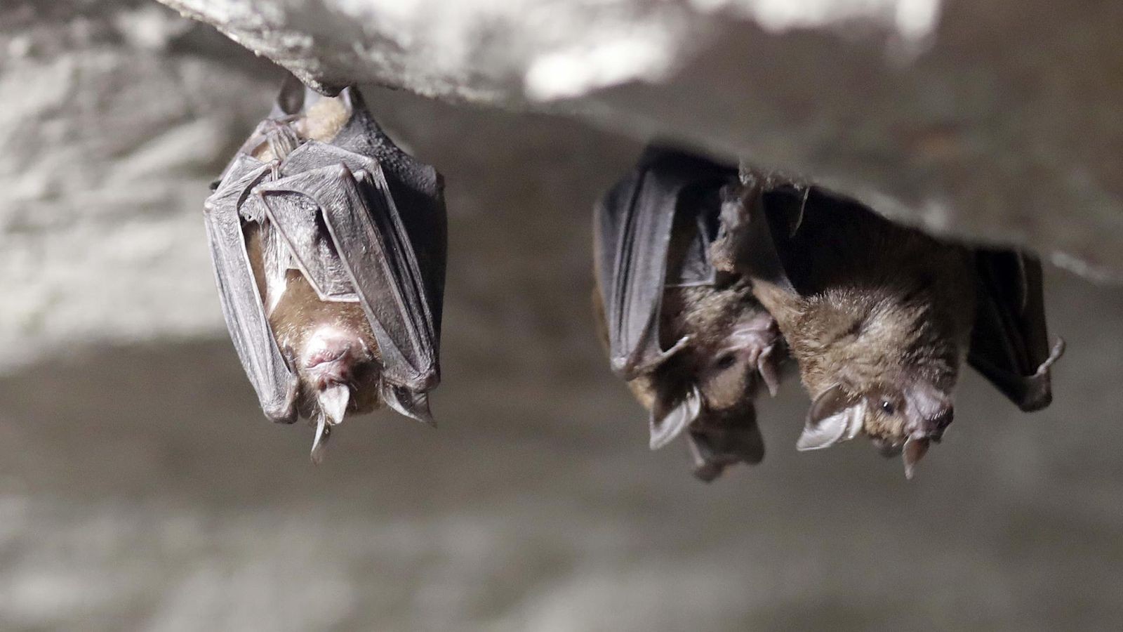 Fledermaus-mit-Tollwut-gefunden-Senat-warnt