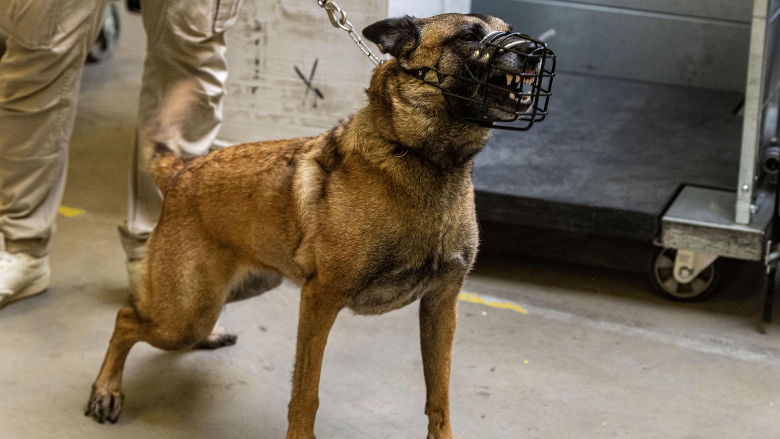 Tierischer-Begleiter-sorgt-f-r-Unmut-Doch-64-J-hriger-will-Zug-nicht-verlassen