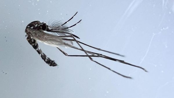 Tigermücke kommt nach Niedersachsen! Wie erkenne ich das Biest?