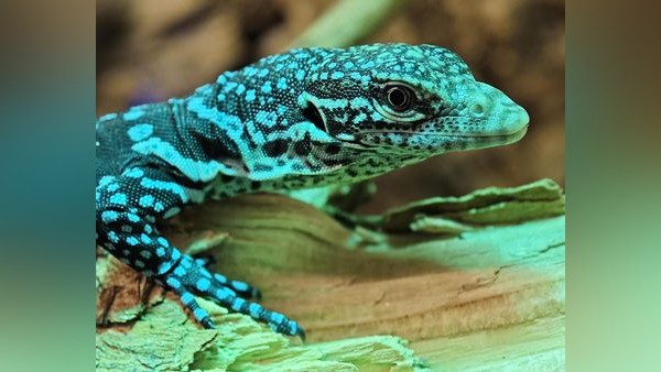 Seltener Nachwuchs: Wo es in Braunschweig einen Blauen Baumwaran gibt