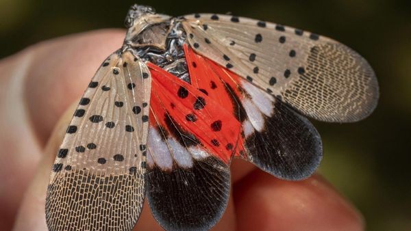 Dieser Eindringling verursacht in Braunschweig die größten Schäden