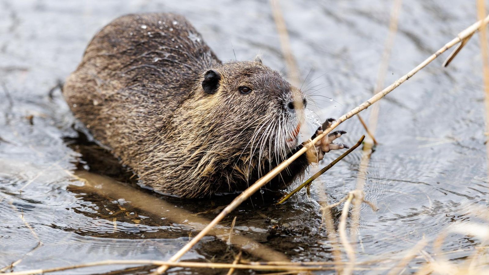 Schäden durch Nutrias: CDU fordert ausnahmslose Jagd – auch auf Muttertiere