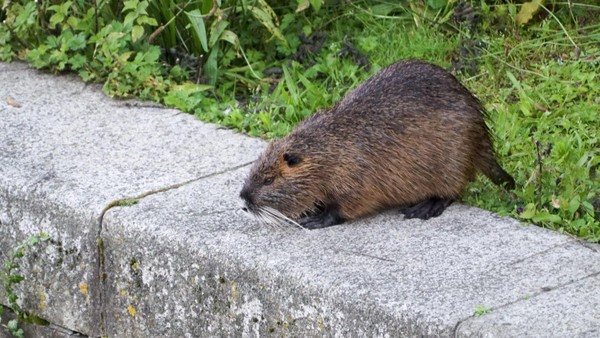 Nutria-Plage: Hamburg ruft zur Jagd auf Nager mitten in der Stadt auf