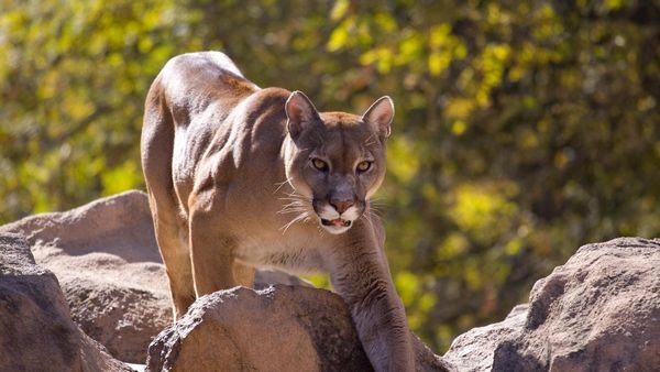 Drohnenkommando jagt vermeintlichen Puma: Video speist neue Theorie