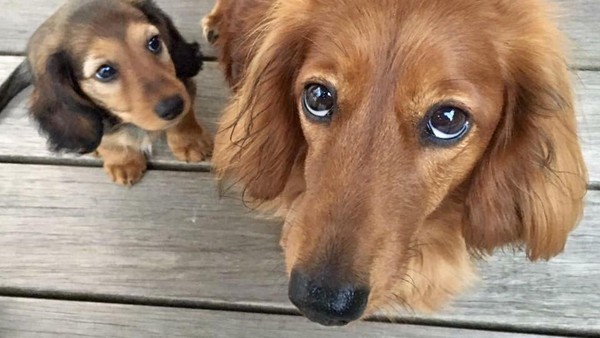 Hundesteuer und Grundbesitz: Diese Post bekommen Gladbecker bald