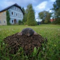 Europäischer Maulwurf (Talpa europaea) schaut aus Maulwurfshügel in Garten mit Haus, Slowakei, Europa Europäischer Maulwurf (Talpa europaea) schaut aus Maulwurfshügel in Garten...