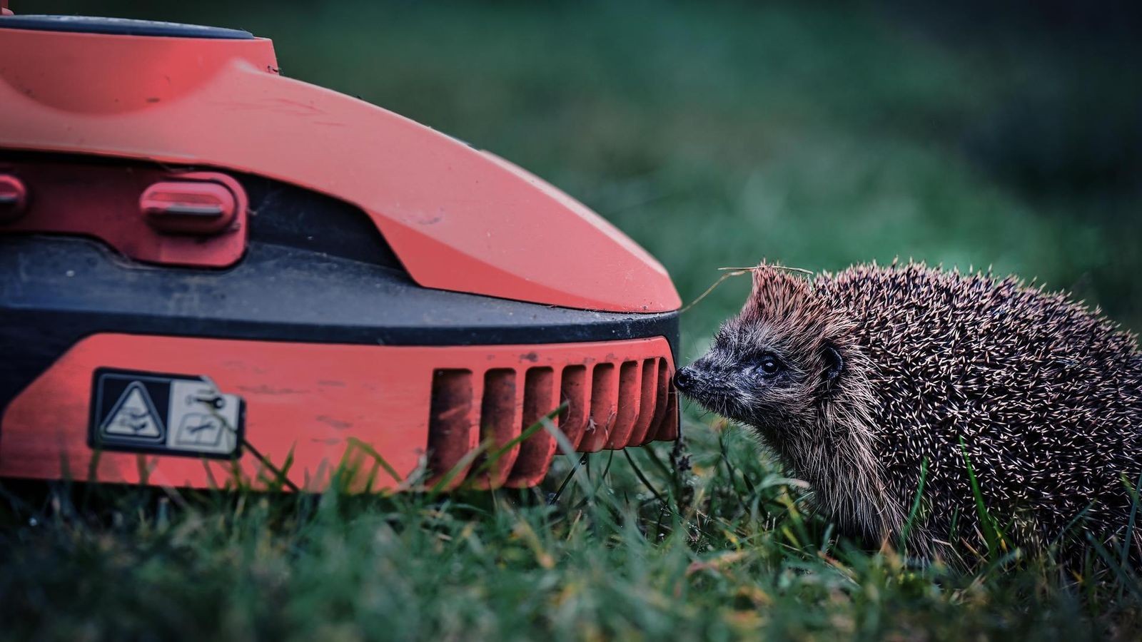 Arme-Igel-im-Landkreis-Peine-deshalb-sind-M-hroboter-so-gef-hrlich
