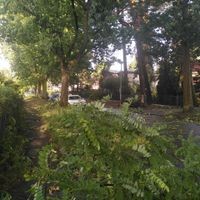 26.06.2025, Berlin: Zweige, die durch schwere Böen gefallen sind, liegen in Konradshöhe am Straßenrand. Foto: David Langenbein/DPA +++ DPA Image Radio +++