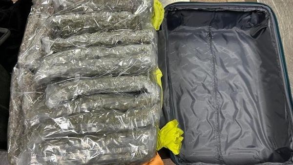 Zoll stellt bei drei Männern fast 90 Kilogramm Marihuana sicher
