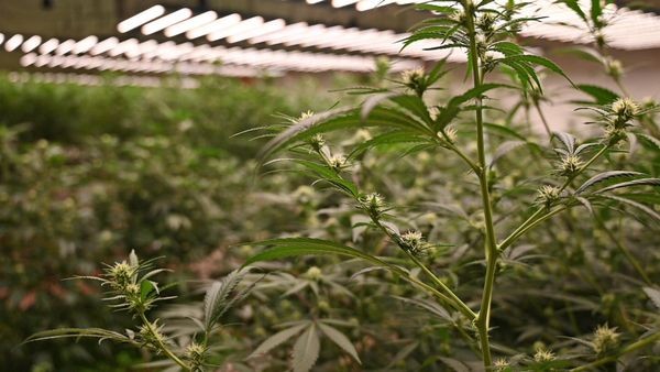 Prozess um Marihuana-Plantage: Pflanzen-Kenner vor Gericht