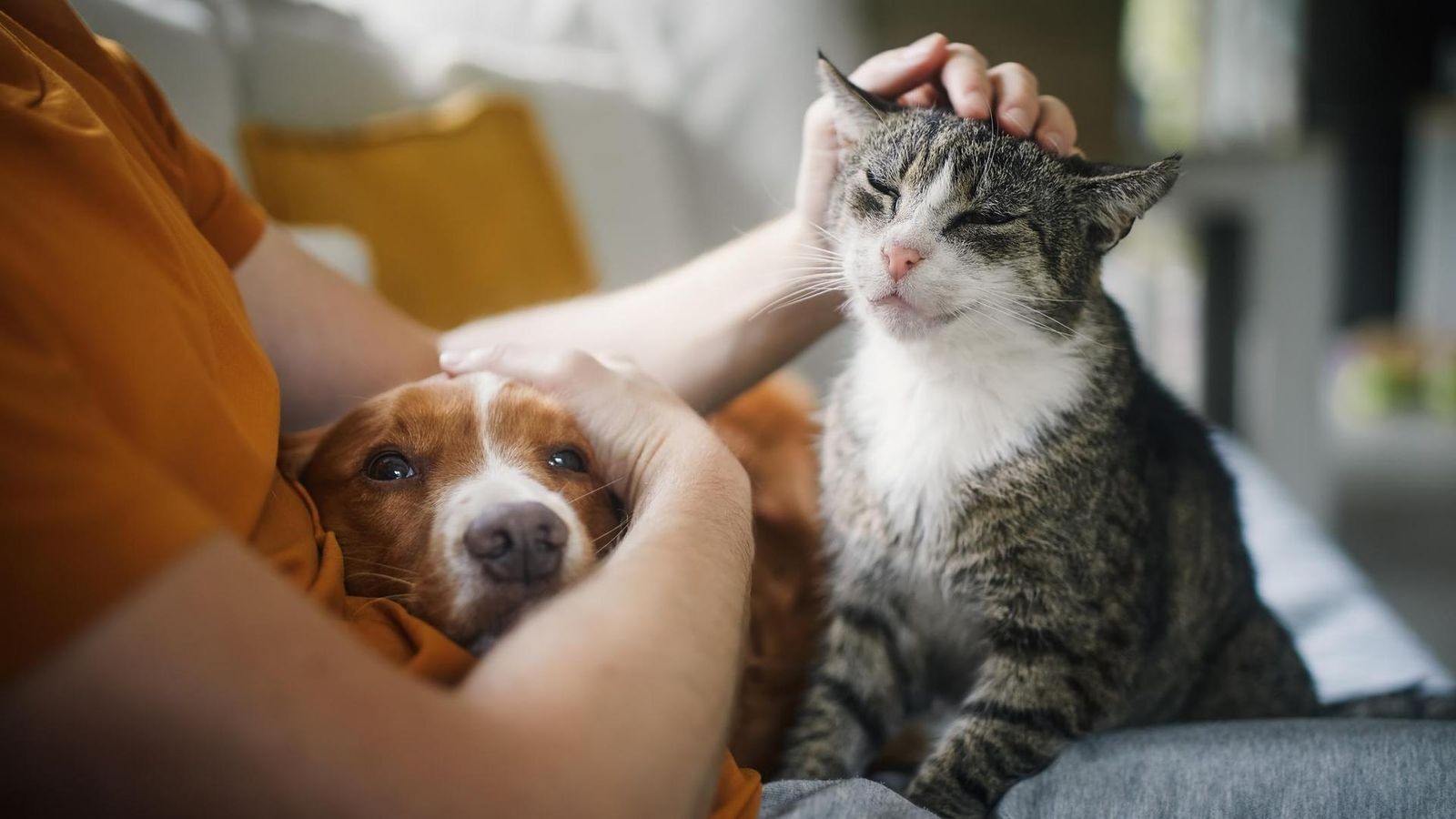 Demenz-vorbeugen-Diese-Haustiere-wirken-positiv-und-diese-nicht