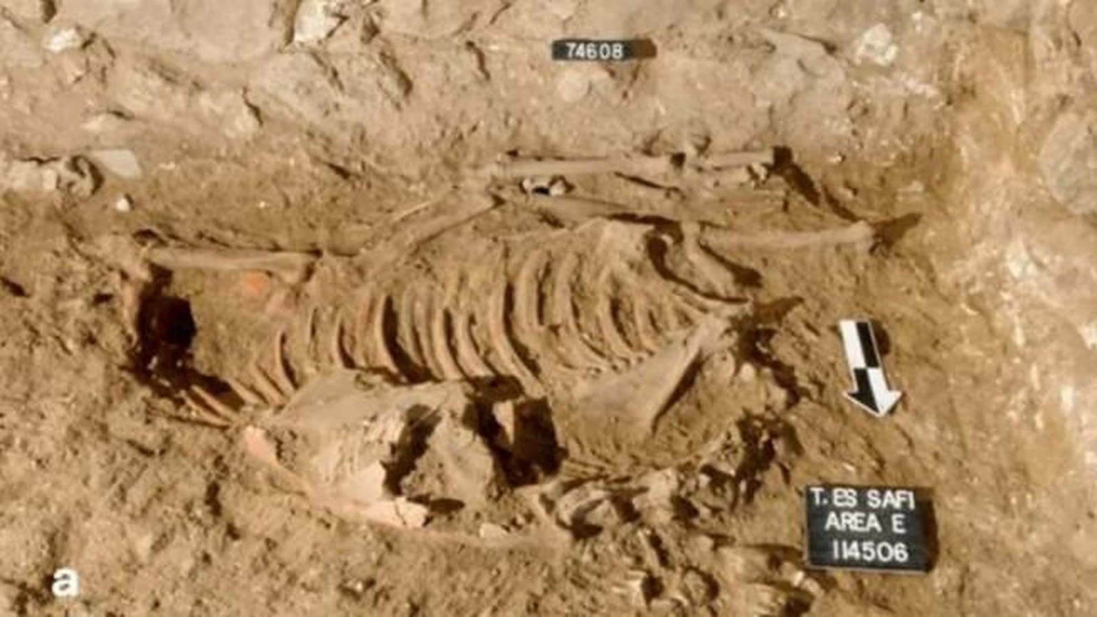 Was-bedeuten-die-au-ergew-hnlichen-Tieropfer-aus-der-Bronzezeit-