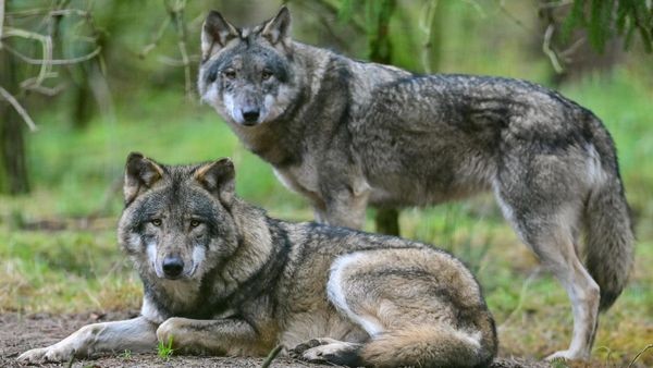 Ganz NRW wird zum Wolfsgebiet erklärt