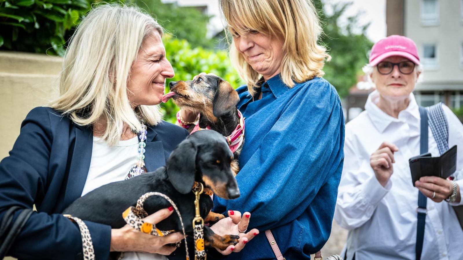 Kurzbeinig-eigensinnig-liebenswert-Deshalb-gibt-s-in-M-lheim-einen-Dackel-Boom