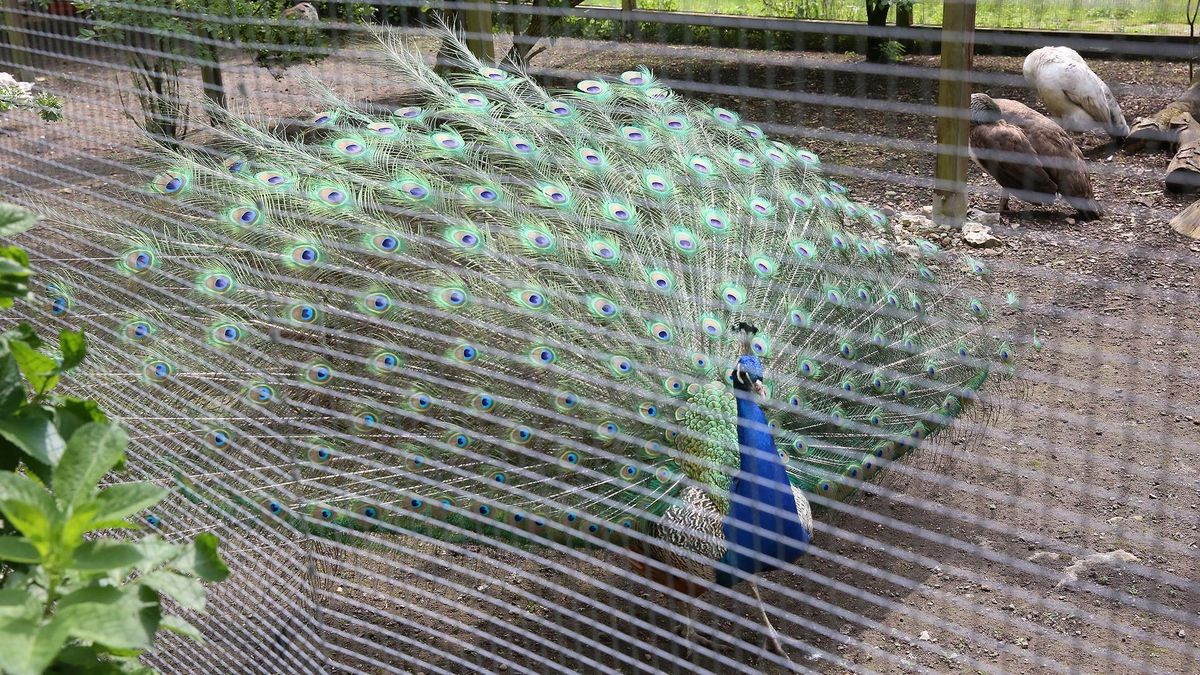 Im Wolfsburger Tiergehege am Klieversberg gibt es viele Vogelarten zu sehen. Wer Glück hat, erlebt ein Pfauenrad.