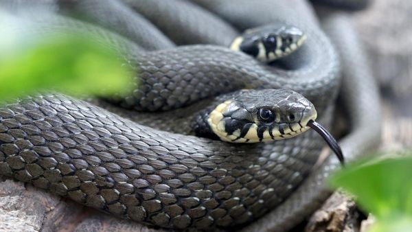 Število opaženih črnih kač v Nemčiji se je povečalo