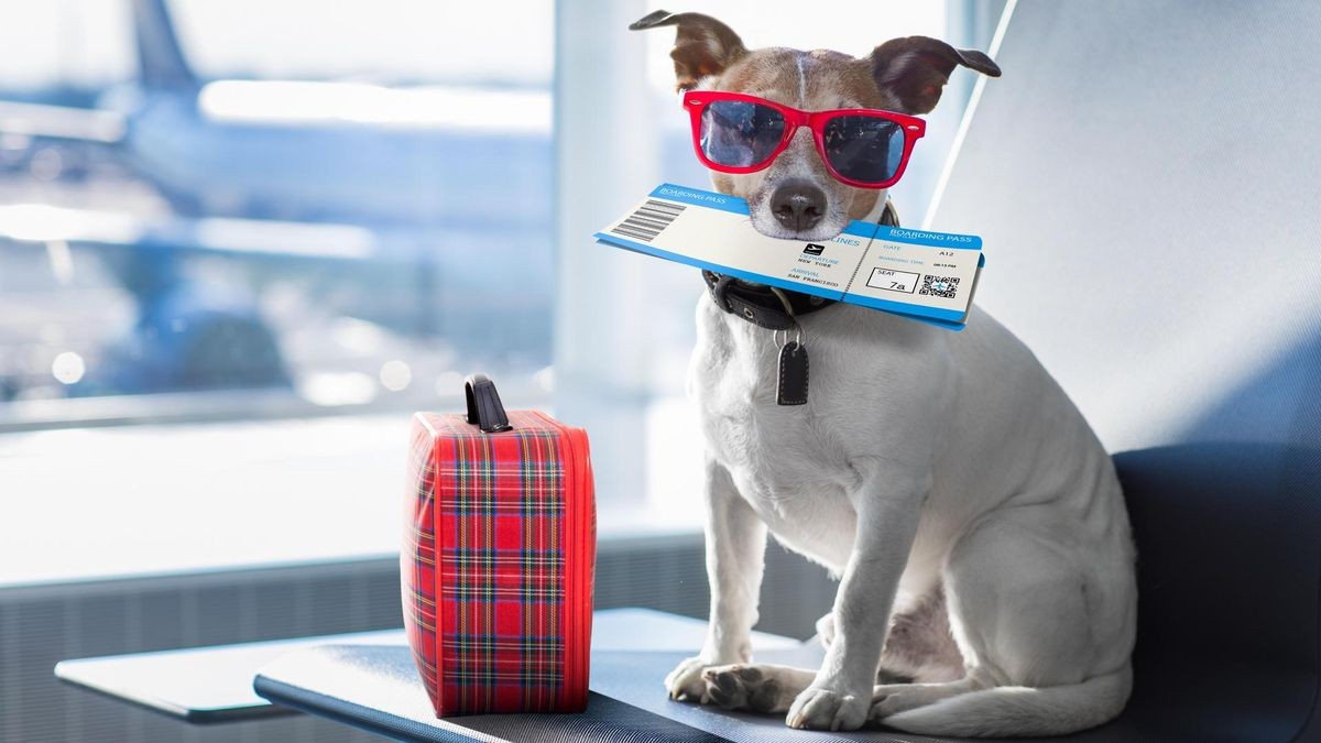 Der Hund als treuer Begleiter: Aber welche Airline nimmt ihn mit? Was kosten Tickets dafür? Der Überblick zu den wichtigsten Airlines am Flughafen Hamburg. 