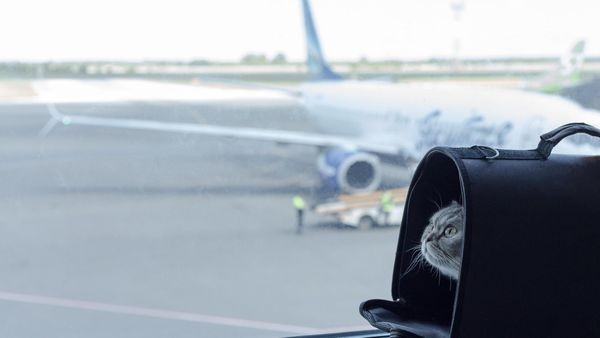 Haustiere im Flugzeug – so teuer ist es bei Eurowings, Condor & Co.