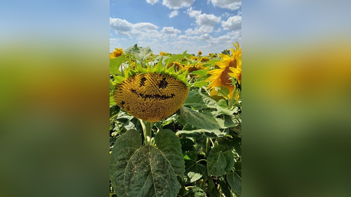 Unsere Leserin Birgit Dempwolf hat das Foto am vergangenen Wochenende aufgenommen – entdeckt auf einem Sonnenblumenfeld mit einem ganz besonderen Exemplar. Ob Zufall oder mit etwas Hilfe entstanden: Dieses 