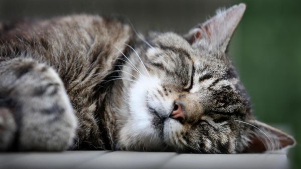 Dva moška priprta po ropu pri skate parku v Dornbirnu