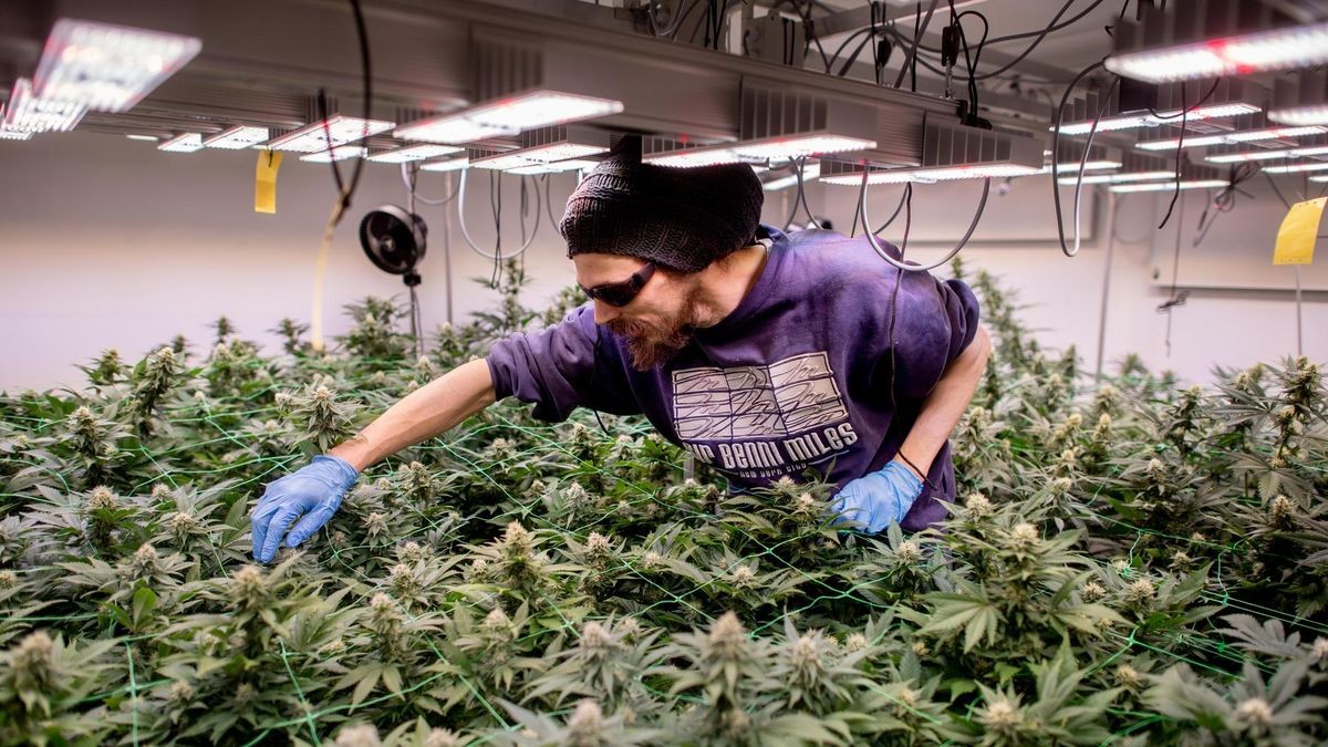 Cannabis Social Club Ganderkesee