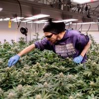 ARCHIV - 12.03.2025, Niedersachsen, Ganderkesee: Christian Pottinger, Vereinsmitglied im Cannabis Social Club (CSC) Ganderkesee, begutachtet mit einer UV-Schutzbrille die Pflanzen auf der Cannabisplantage des Vereins. (zu dpa: «Nur NRW hat mehr Cannabis-Clubs genehmigt als Niedersachsen») Foto: Hauke-Christian Dittrich/dpa +++ dpa-Bildfunk +++ Cannabis Social Club Ganderkesee