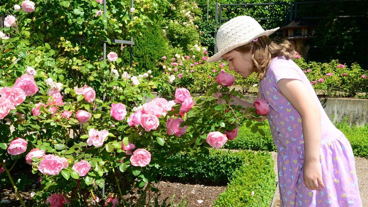 Der Duft des Sommers Sommerbeginn