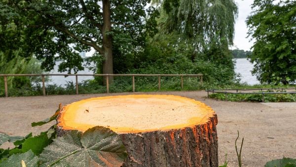 Notfällung an der Alster: Baumfrevel verursacht hohen Schaden
