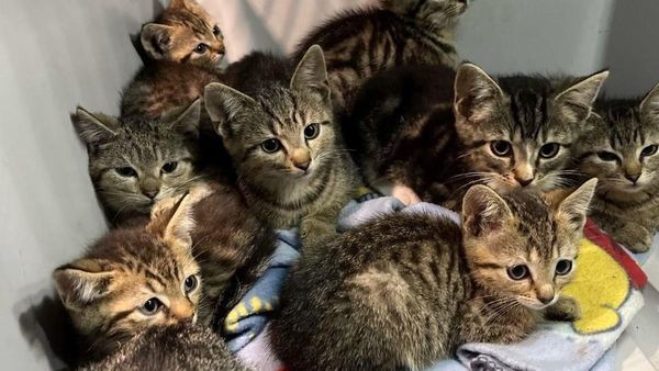 14 Katzenbabys in Bochum ausgesetzt: Tierheim ist fassungslos