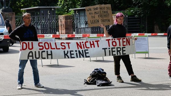 Tiergarten will Paviane töten – Protest legt Anlage lahm