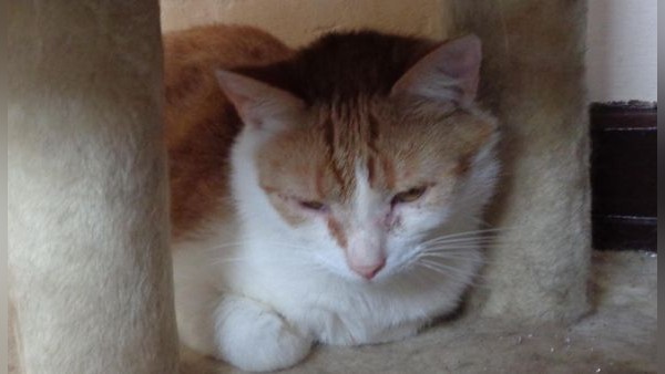 Ginger wartet im Tierschutz Gifhorn auf seine Chance