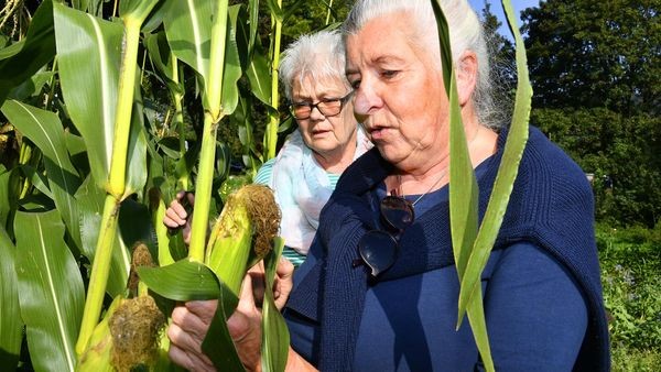 Wir-Gefühl in Witten: Beispiele für gute Nachbarschaft machen Mut