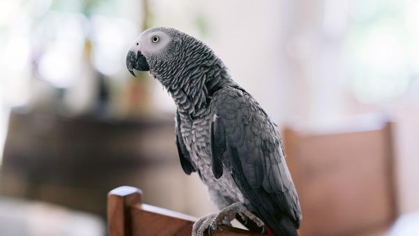Geschützte Arten: Viele Gladbecker haben exotische Haustiere