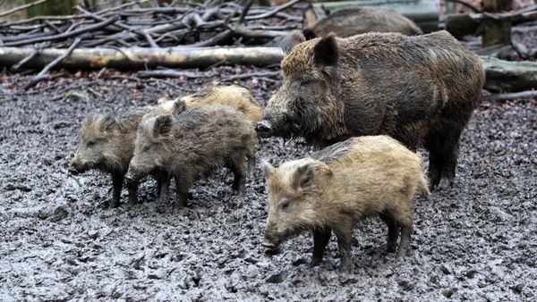 Nach Tötung in Witten: Was droht den Wildschweinen in Bochum?