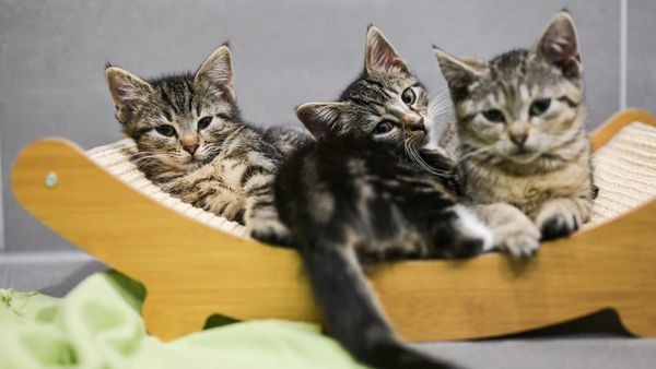 Nanu? Die Ruhr-Uni Bochum sucht Katzenvideos