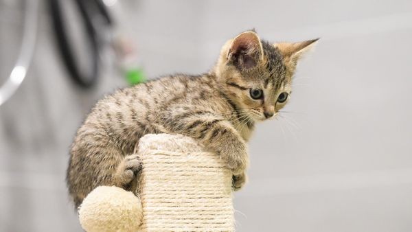 43 Fotos: Besuch bei den ausgesetzten Katzenbabys im Tierheim