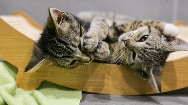 Ausgesetzt am Wald: So geht es den Katzenbabys im Tierheim