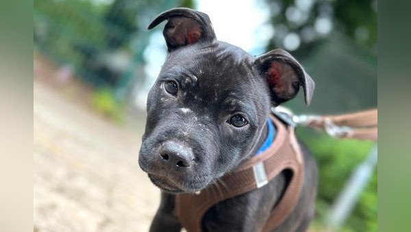 Hunde-Diebstahl in Hamburger Tierheim: Bella und Welpe Theo sind weg