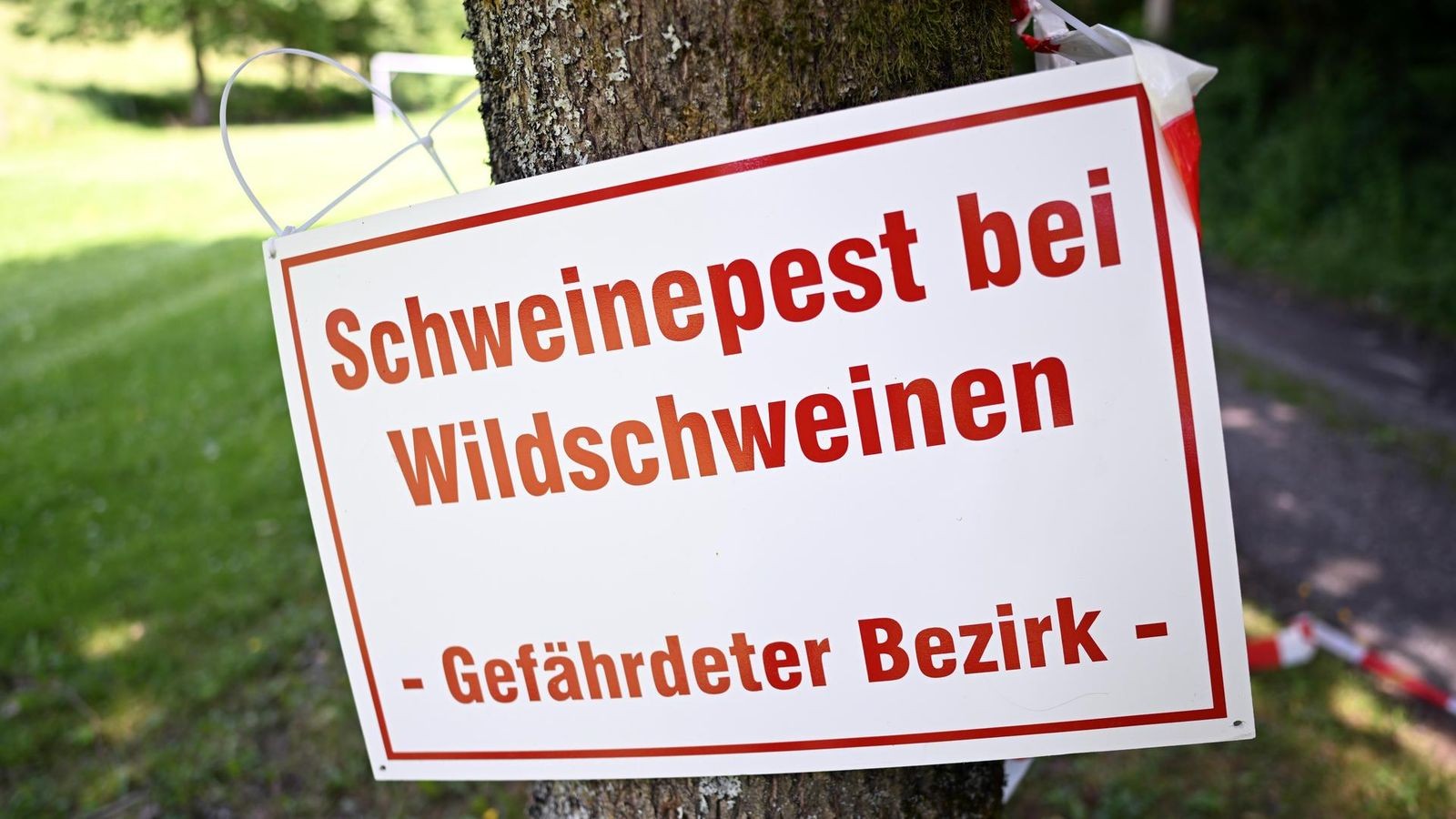 Thüringen kürzt Jagdförderung: Bauern und Jäger fürchten Seuchengefahr